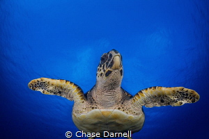 "Incoming"
A large Hawksbill Turtle swims through the blue. by Chase Darnell 